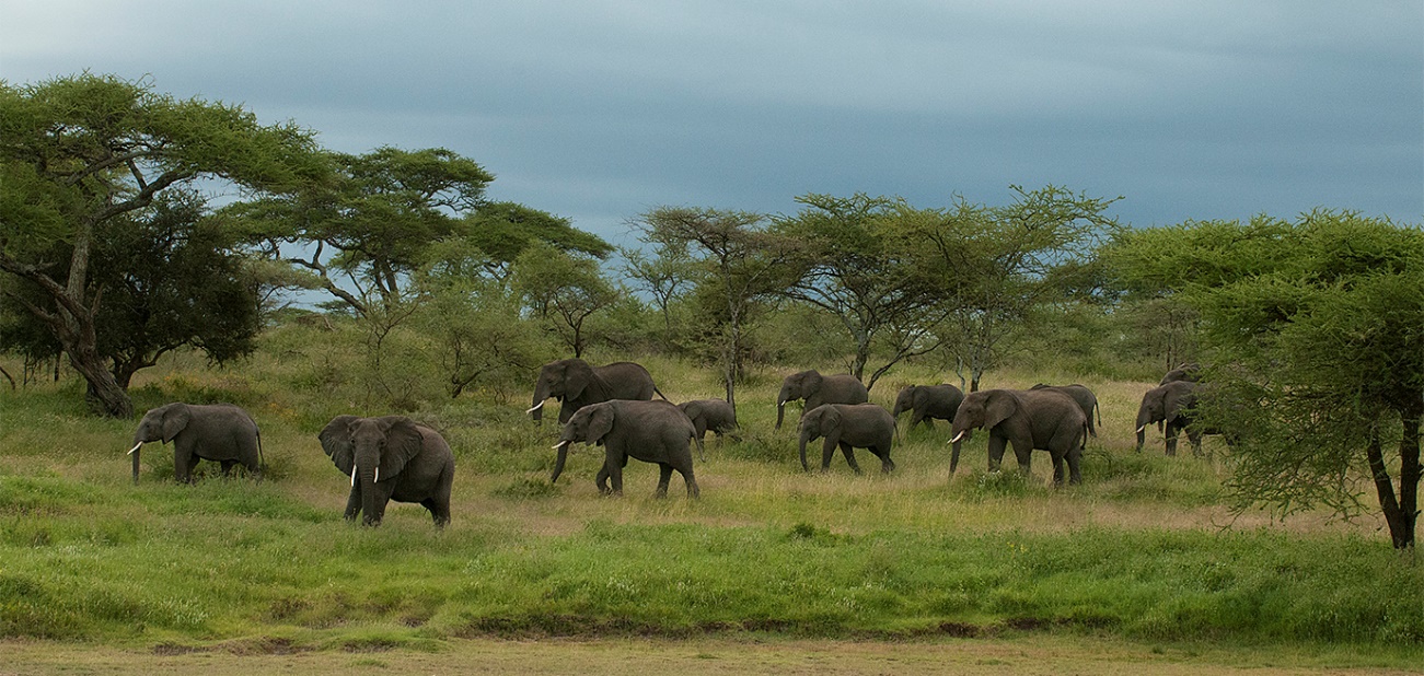 elefantes-panorama